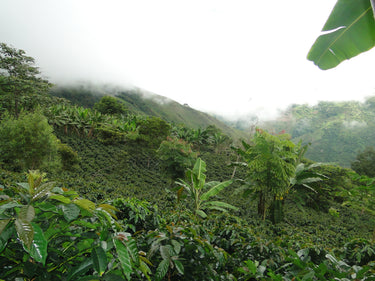 Coffee Jungle